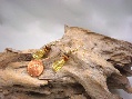 Earrings Champagne Color Fragments